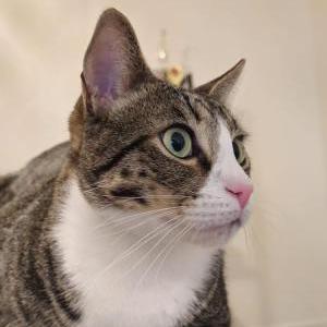 Image of Apolo, Lost Cat