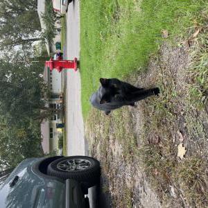 Image of unknown, Found Cat