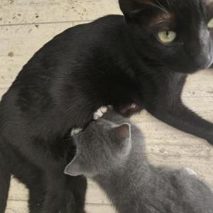 Image of Rei, Lost Cat