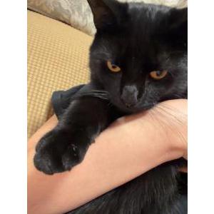 Image of Tommy, Lost Cat