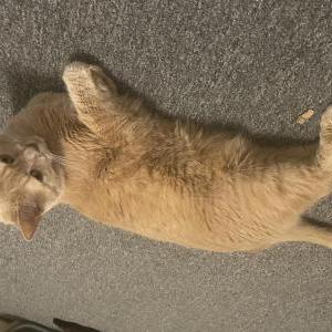 Image of Luna, Lost Cat