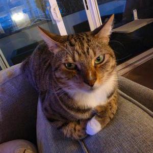 Image of Eden, Lost Cat