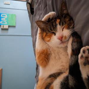 2nd Image of Ducky, Lost Cat