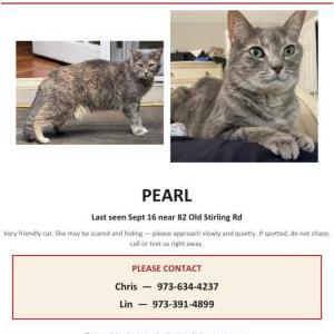Image of Pearl, Lost Cat
