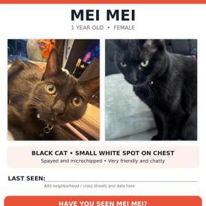 Lost Cat Mei Mei