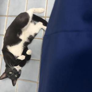 Image of onyx, Lost Cat