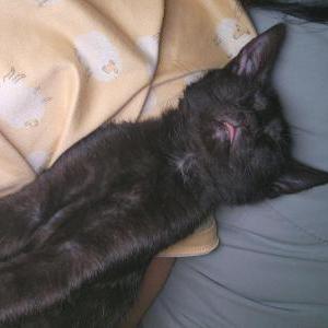 Image of Binx, Lost Cat