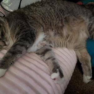 Image of Berkeley, Lost Cat