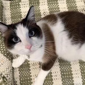 Lost 2 Manolo (Arizona)