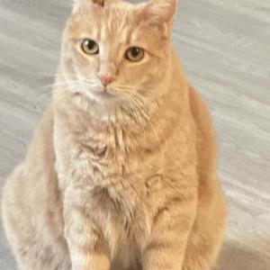 Image of Icarus, Lost Cat