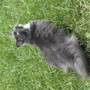 Image of Steve, Lost Cat