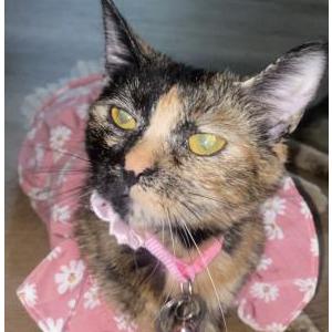 Lost 2 Hazel (Ohio)