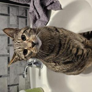Image of Toby, Lost Cat