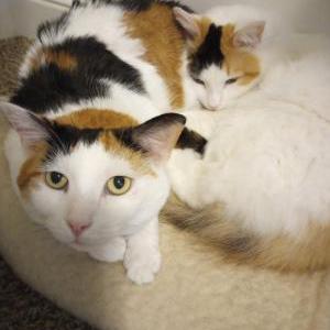 Image of Posy, Lost Cat