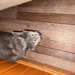 Image of Ashy, Lost Cat