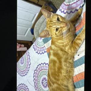 Image of Tiger, Lost Cat