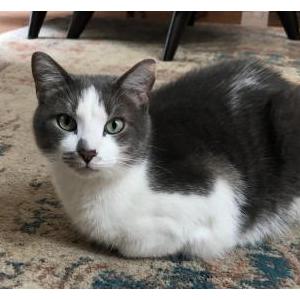 Image of Simon, Lost Cat
