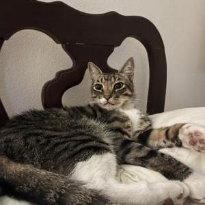 Image of Max, Lost Cat