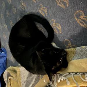 Lost 2 Baron (North Carolina)