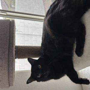 Image of Romeo, Lost Cat