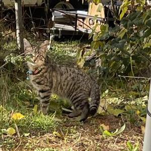 Lost Cat Romeo