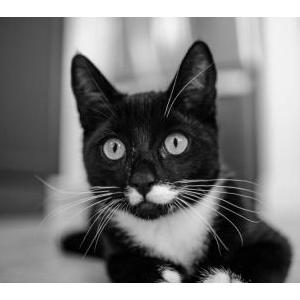 Image of Pepper, Lost Cat