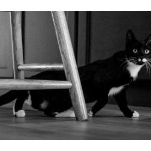 2nd Image of Pepper, Lost Cat