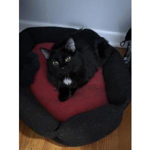 Image of Kinky, Lost Cat