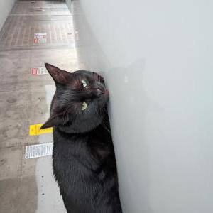 Image of Monkey espinoza, Lost Cat