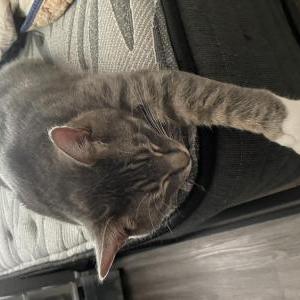 Image of Frank, Lost Cat