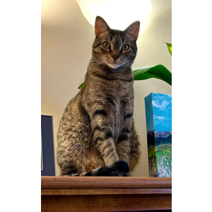 Image of Sawyer, Lost Cat