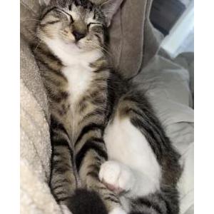 2nd Image of Boots, Lost Cat