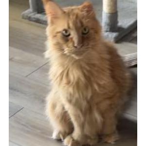 Image of Leo, Lost Cat