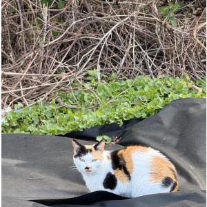 Image of Comma / Precious, Lost Cat