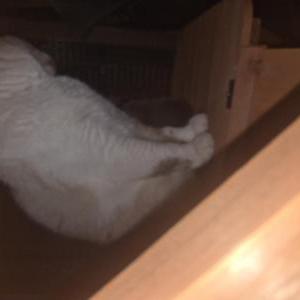 Image of Unknown, Found Cat