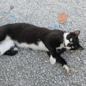 Image of Tuxie, Lost Cat
