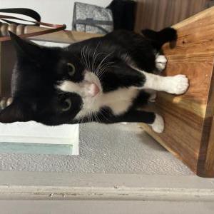 Image of Winston, Lost Cat