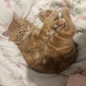 Image of Boots, Lost Cat