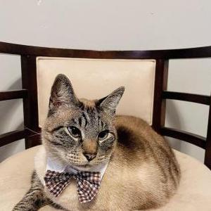 Image of Benji, Lost Cat