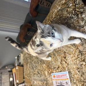 Image of Golu, Lost Cat