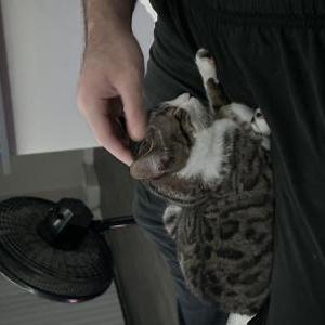 Image of Stella, Lost Cat