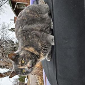 Image of Sitka, Lost Cat