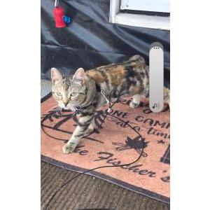 Image of Bella, Lost Cat