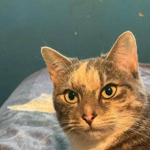 Lost 2 Beans (New Hampshire)
