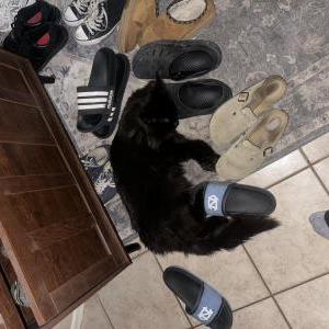 Lost 2 Arlo (Arizona)