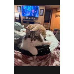 Image of Squeaky, Lost Cat