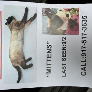 Lost Cat Mittens
