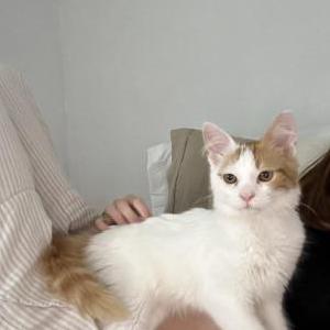 Image of Mimosa, Lost Cat