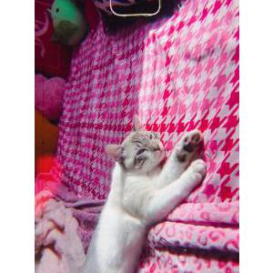 Image of Gravy, Lost Cat