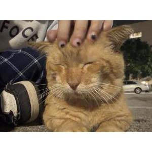 Image of Bubs, Lost Cat
